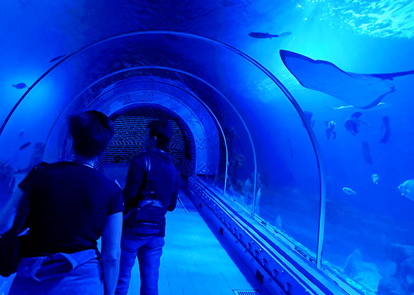 Visit the Aquarium in Maldives