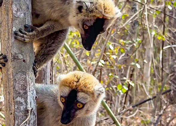 Spotting the Lemur in Madagascar