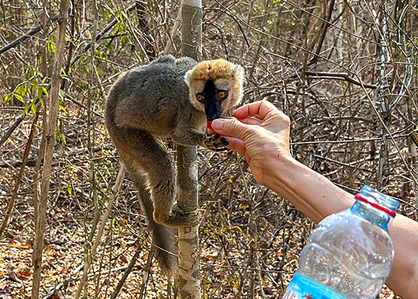 The Red-fronted Lemur
